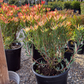 Blush Cone Bush