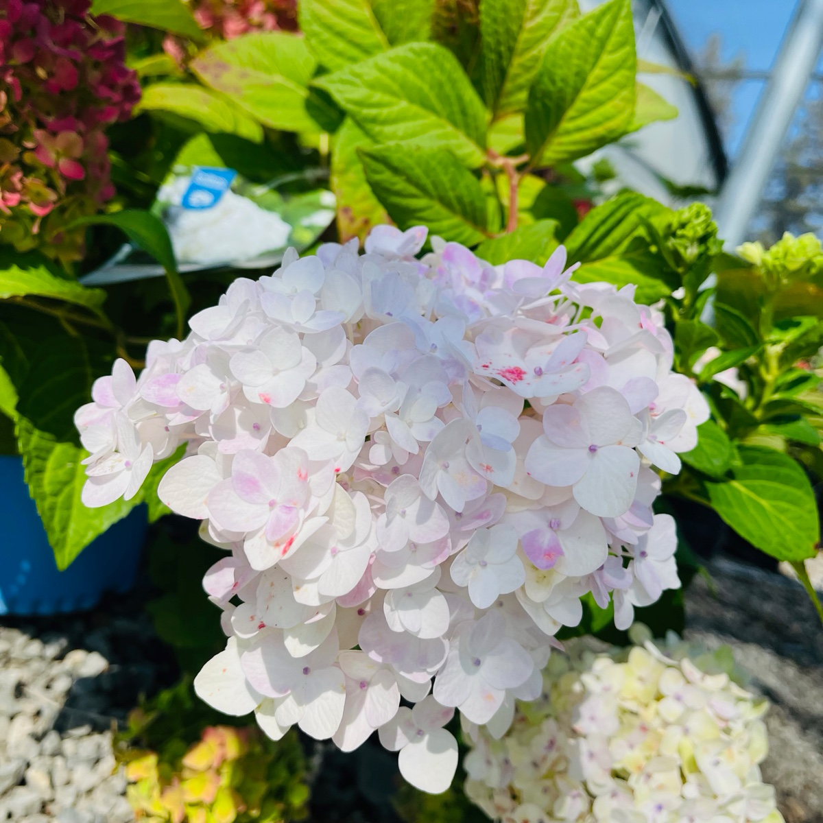 Blushing Bride ES® Hydrangea