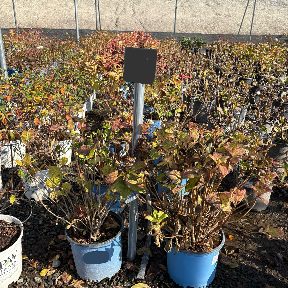 Blushing Bride ES® Hydrangea