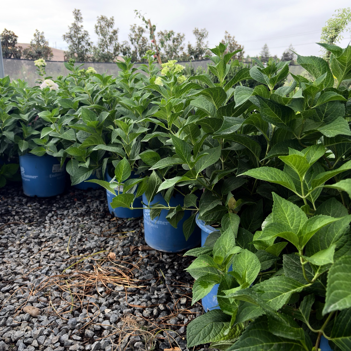 Blushing Bride ES® Hydrangea