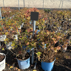 Blushing Bride ES® Hydrangea