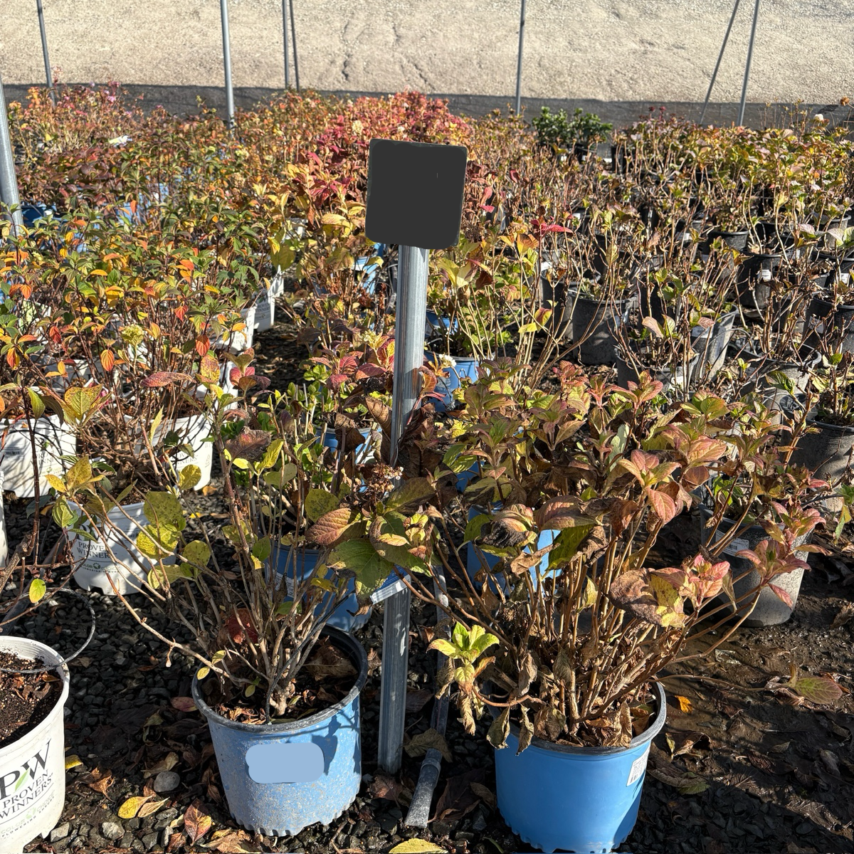 Blushing Bride ES® Hydrangea