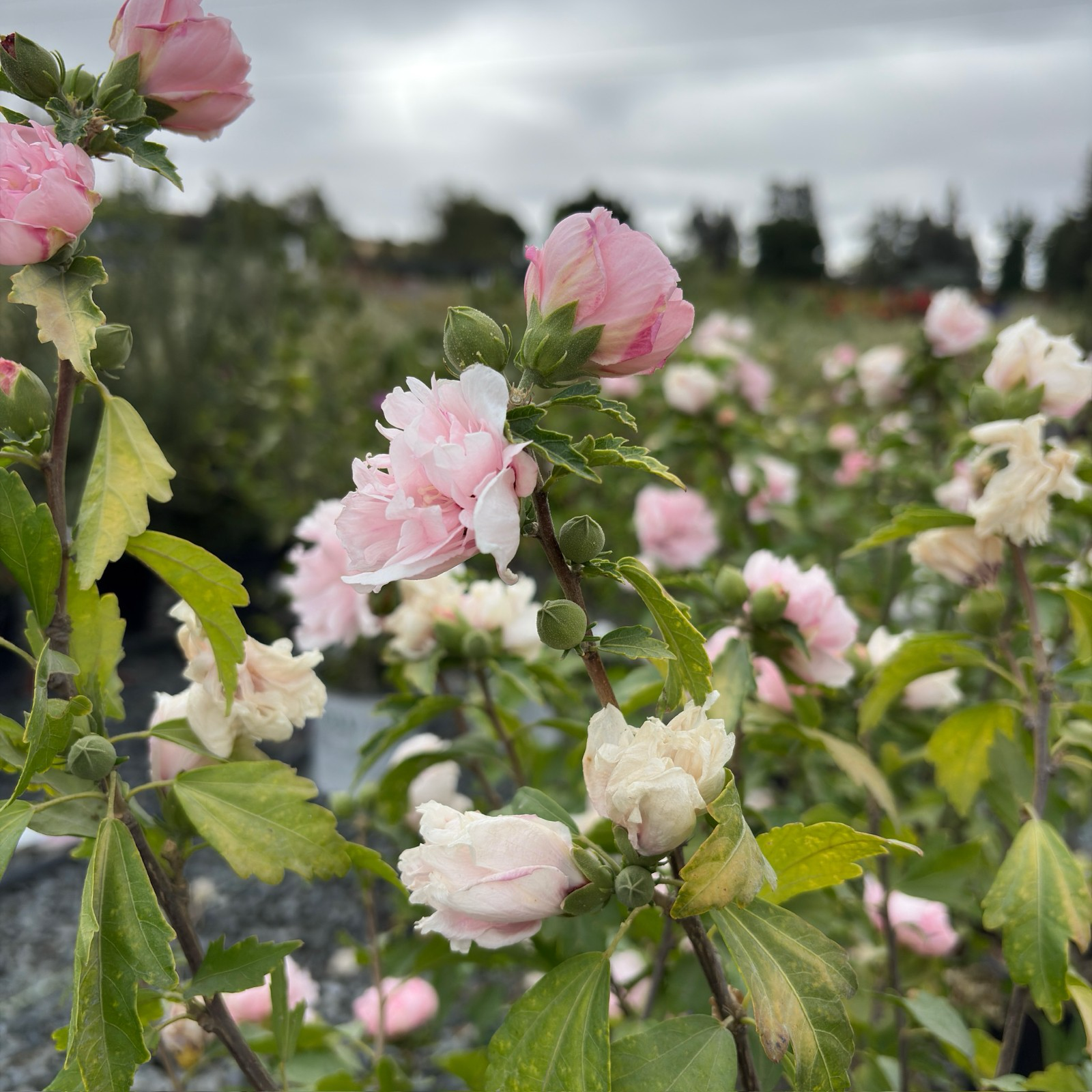 Blushing Bride Rose of Sharon with green leaves 