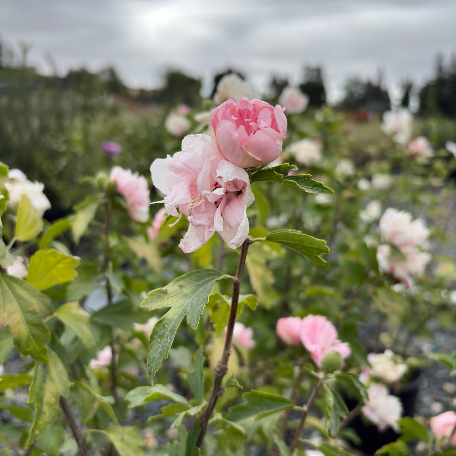 Blushing Bride Rose of Sharon on a branch with a blurred garden background
