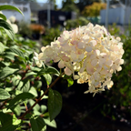 Bobo Panicle Hydrangea