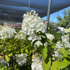 Bobo Panicle Hydrangea