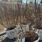 Bobo Panicle Hydrangea