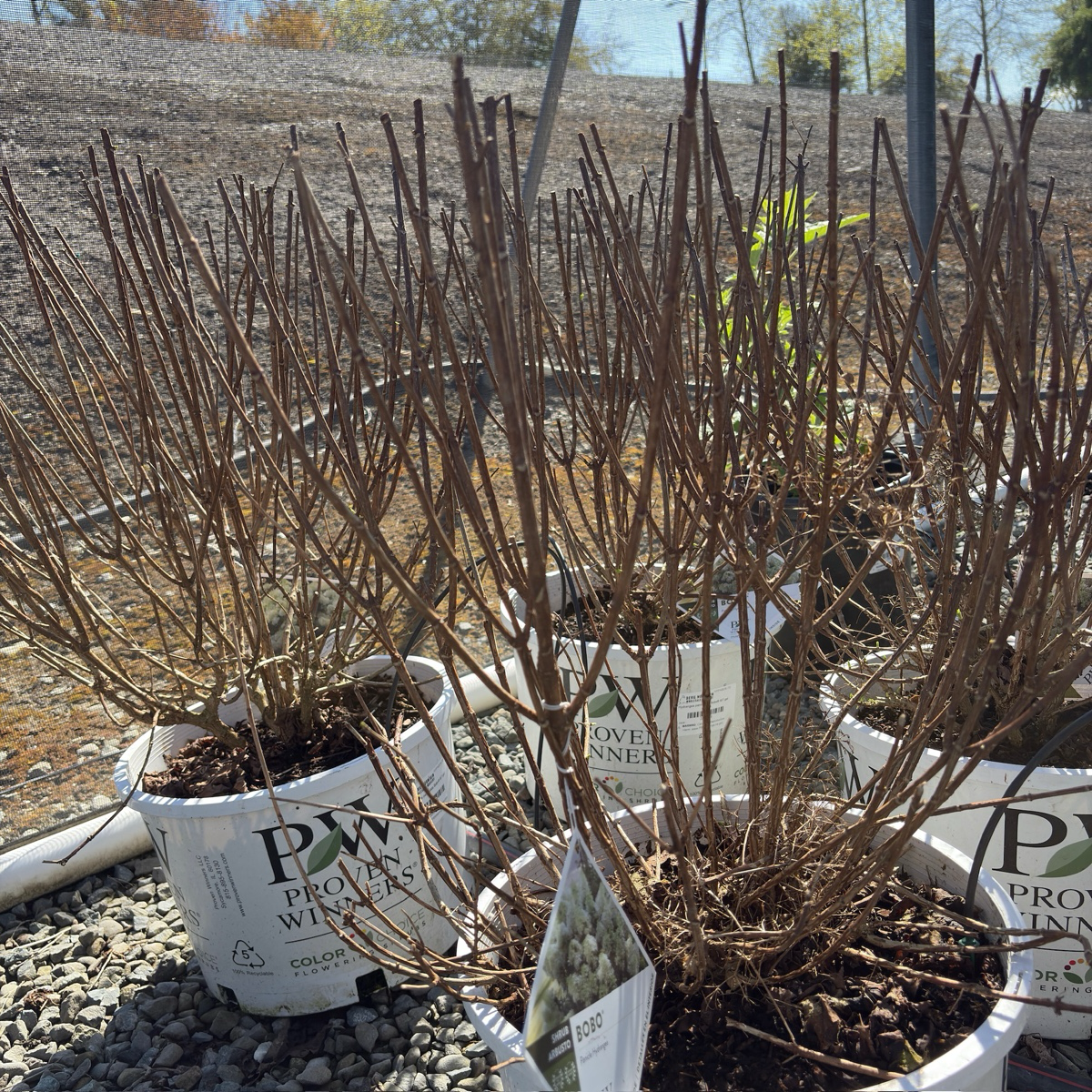 Bobo Panicle Hydrangea