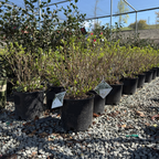 Bobo Panicle Hydrangea
