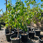 Bodihi Tree