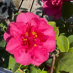 Bonanza Camellia