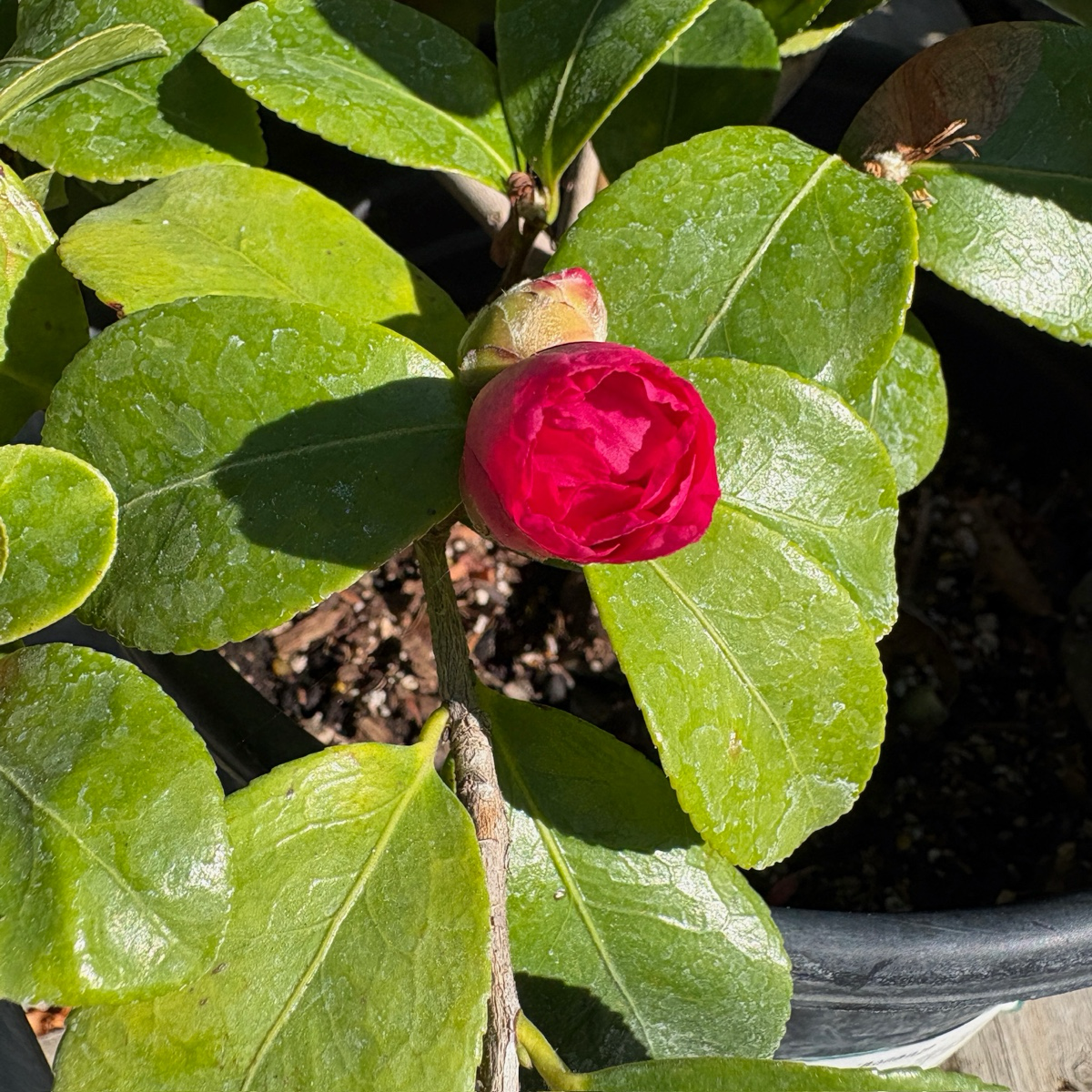 Bonanza Camellia