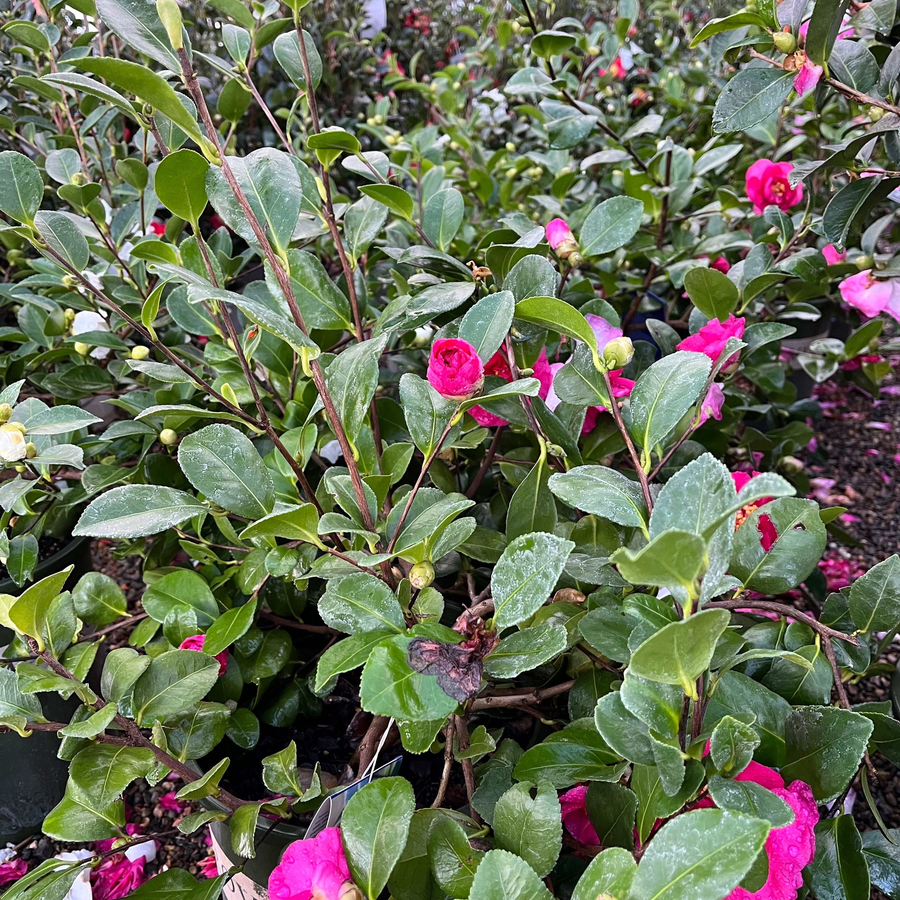 Bonanza Camellia
