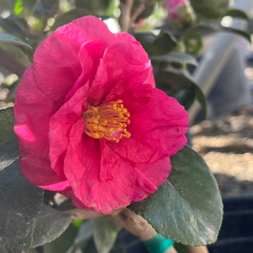 Bonanza Camellia