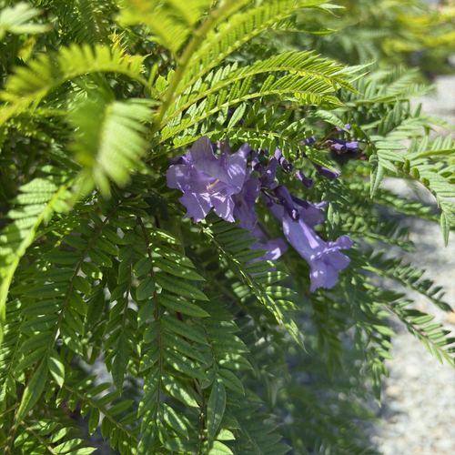 jacaranda mimosifolia bonsai tree Bonsai Blue Jacaranda
