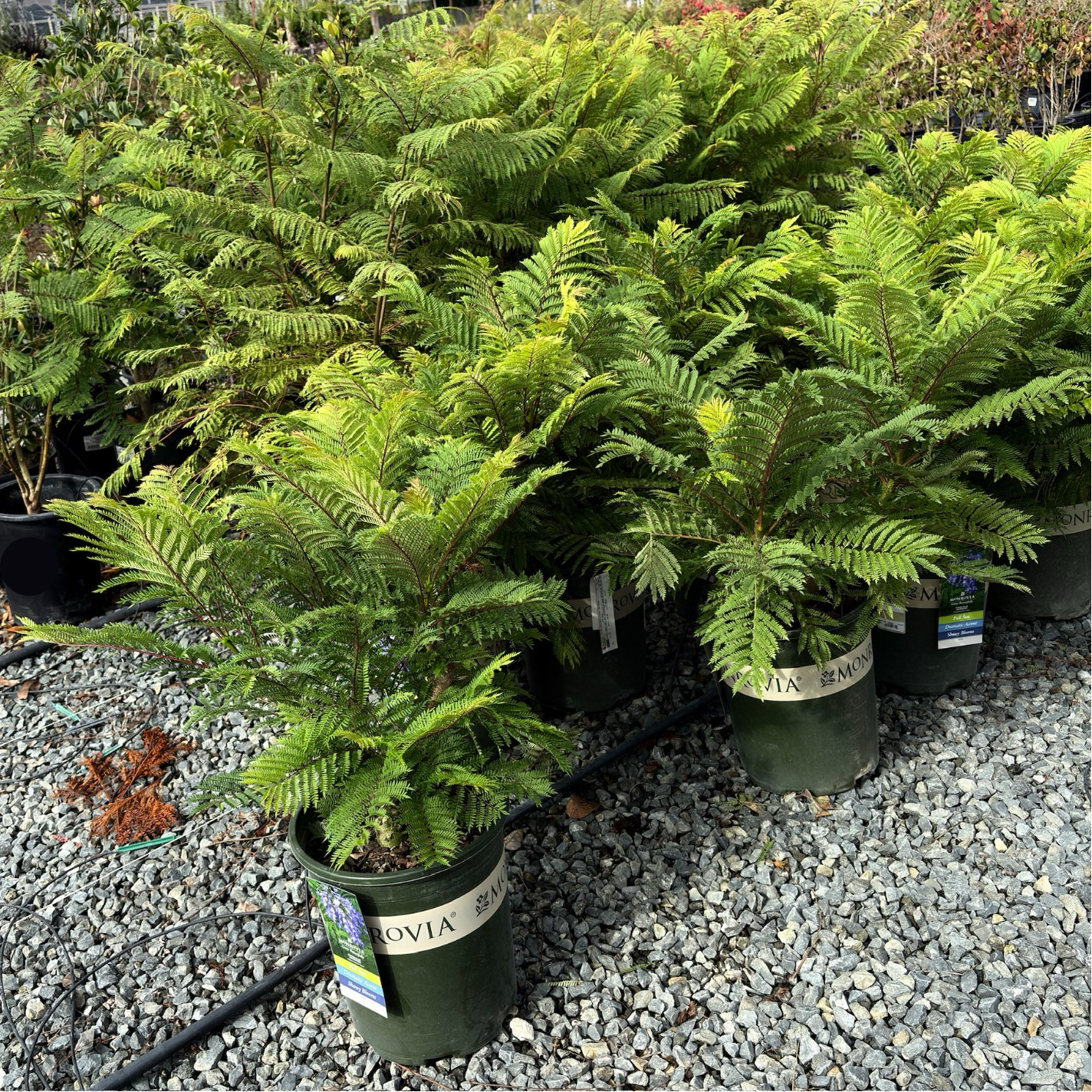 blue bonsai tree for sale Bonsai Blue Jacaranda