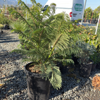 Bonsai Blue Dwarf Jacaranda