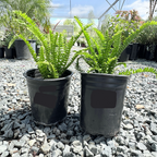 Boston Fern