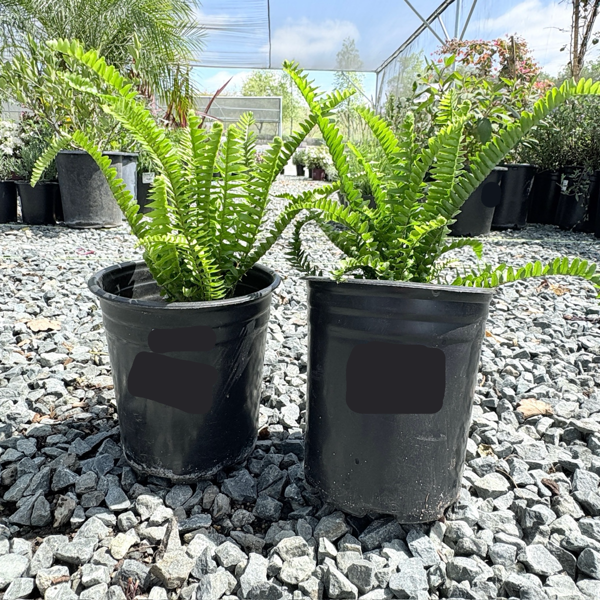 Boston Fern