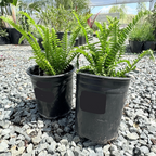 Boston Fern