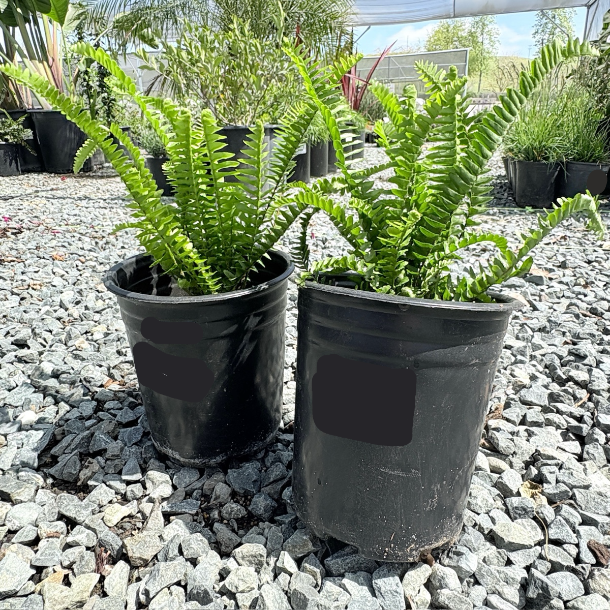 Boston Fern