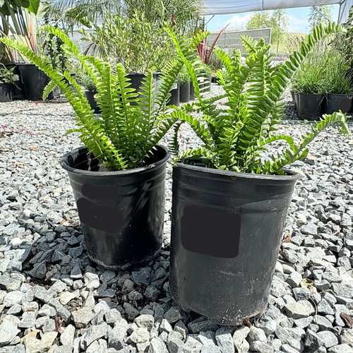 Boston Fern