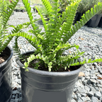 Boston Fern