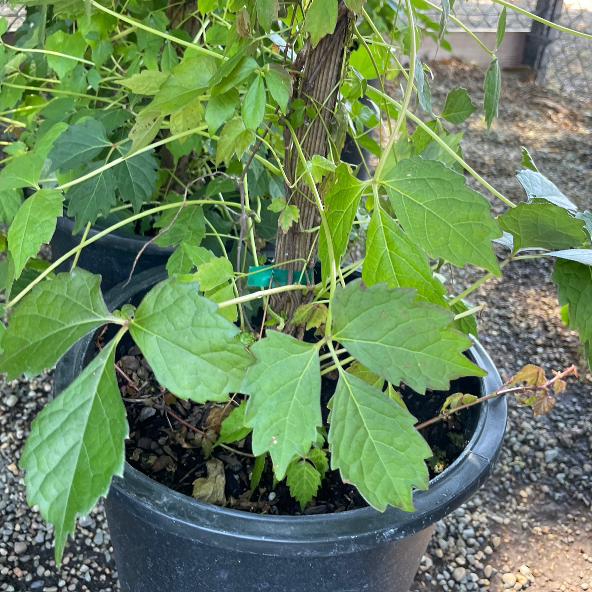 Potted Boston Ivy with green leaves in a garden setting
