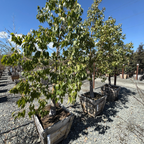 Bottle Tree