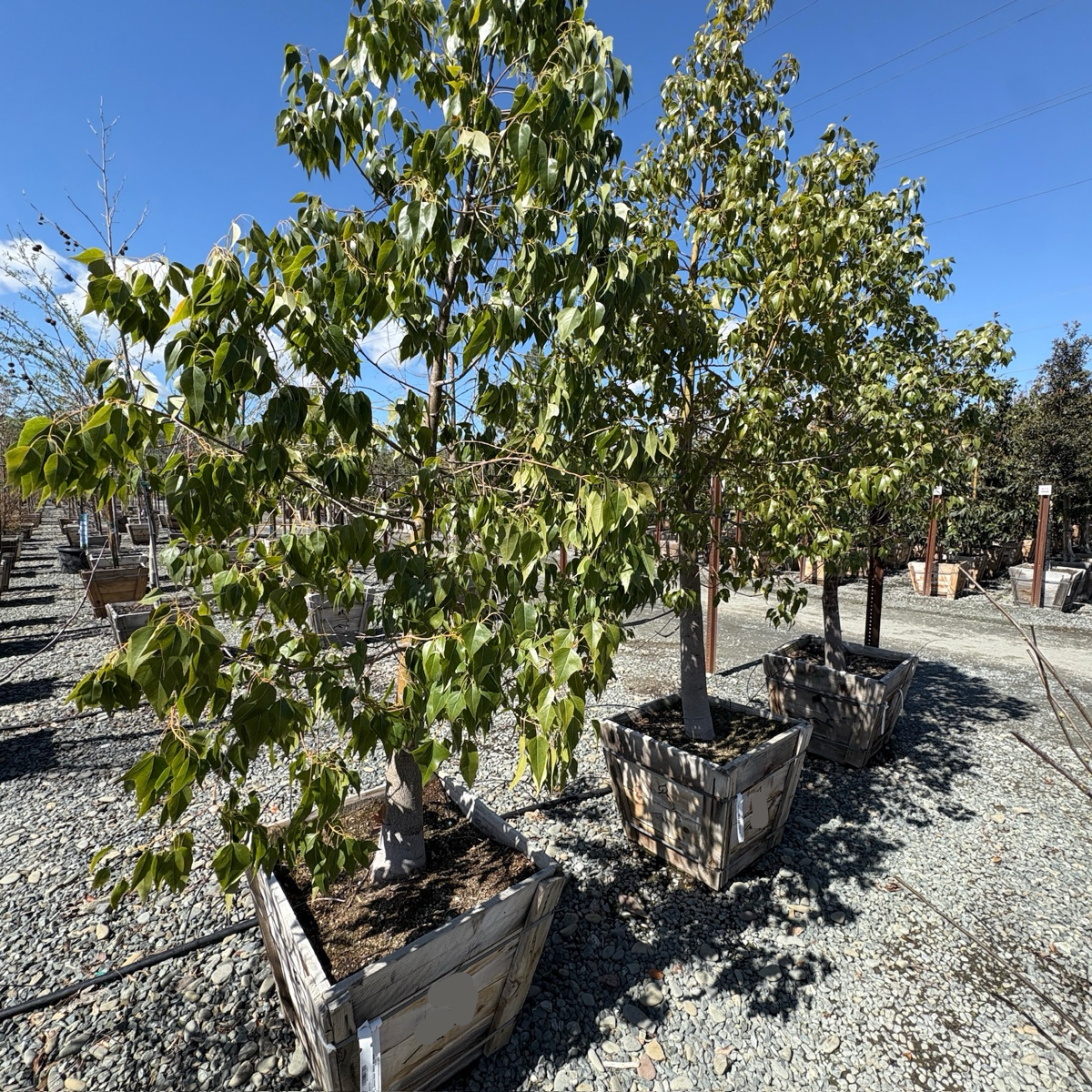 Bottle Tree