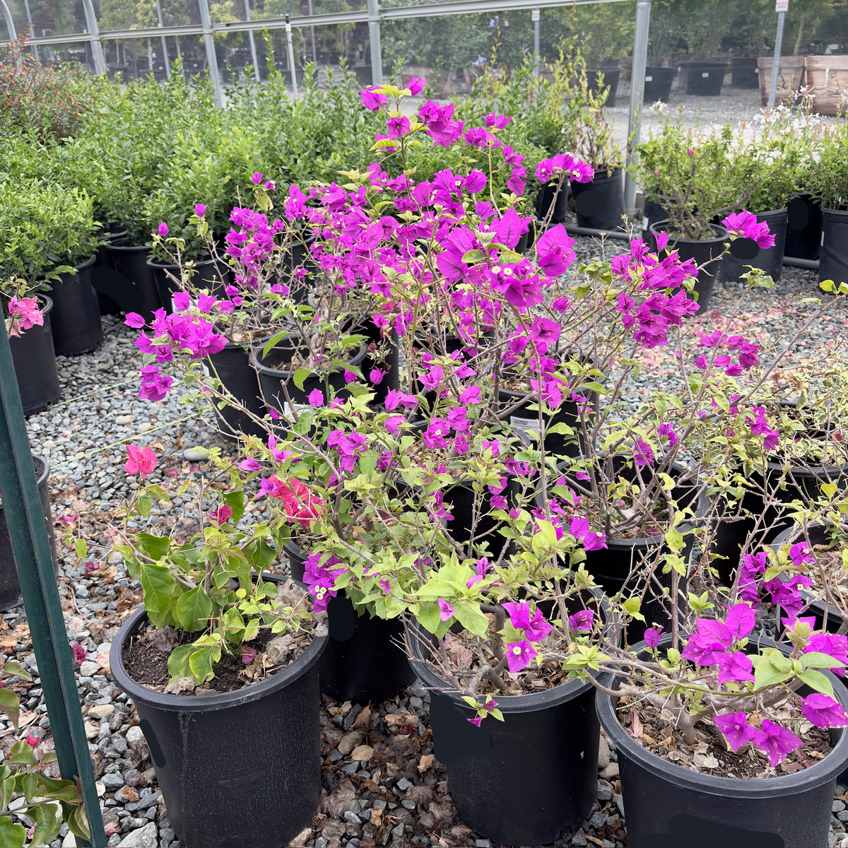 Bougainvillea