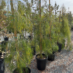 Row of potted Bower Wattle trees with green foliage on a gravelly ground.