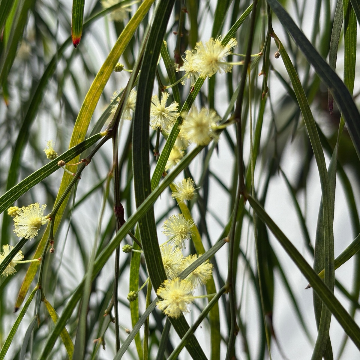 Close-up of green leaves and small yellow flowers on River Wattle
