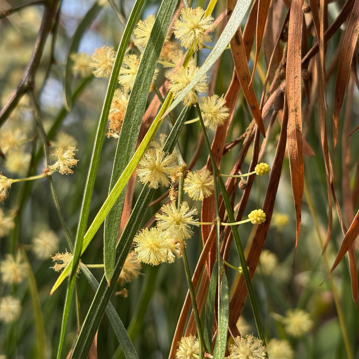 Close-up of yellow flowers on Acacia subporosa linearis with green leaves