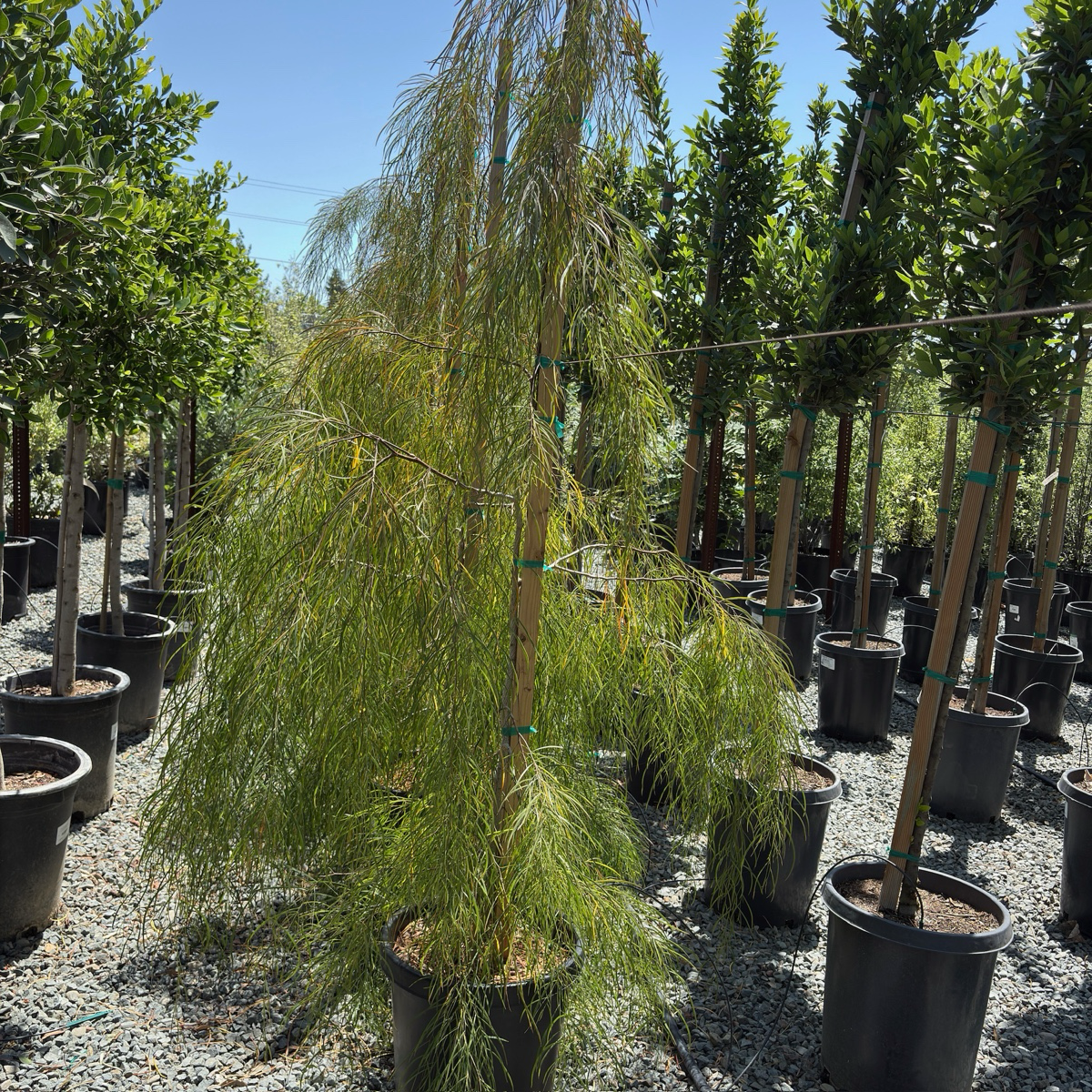 Potted Bower Wattle trees in a nursery setting with a clear blue sky.