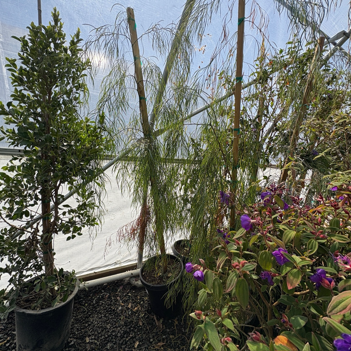 Potted Bower Wattle including a tall green tree, a willow-like plant, and a flowering plant with purple flowers in a greenhouse setting.