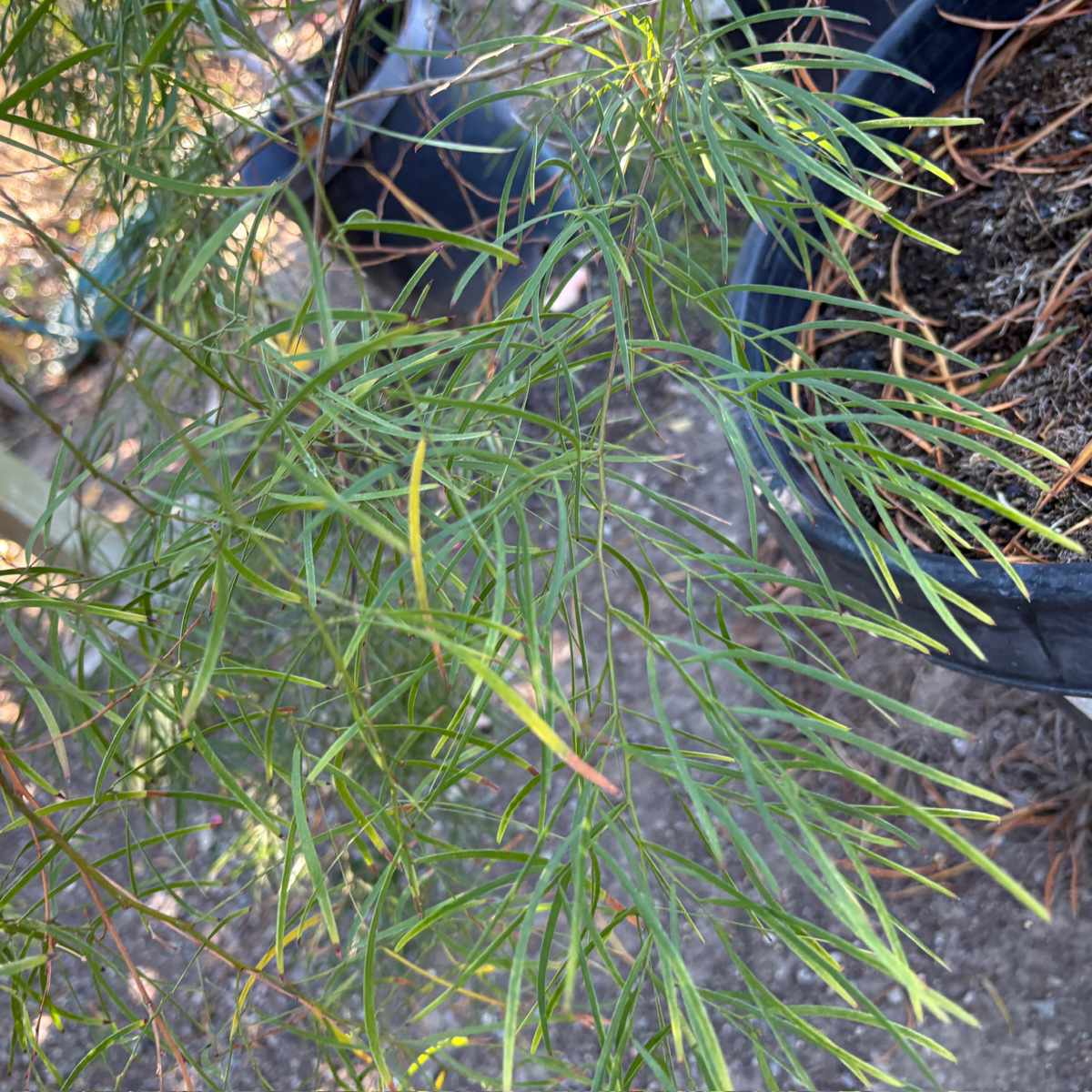 Close-up of Acacia cognata with a blurred background