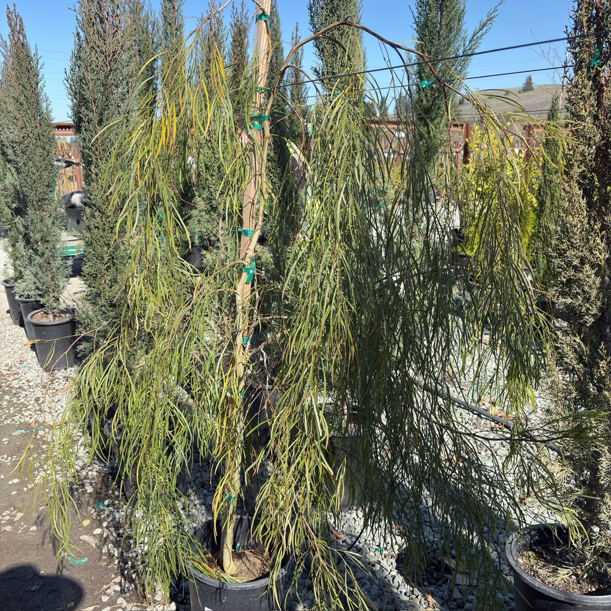 Bower Wattle