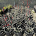 Brakelights Red Yucca