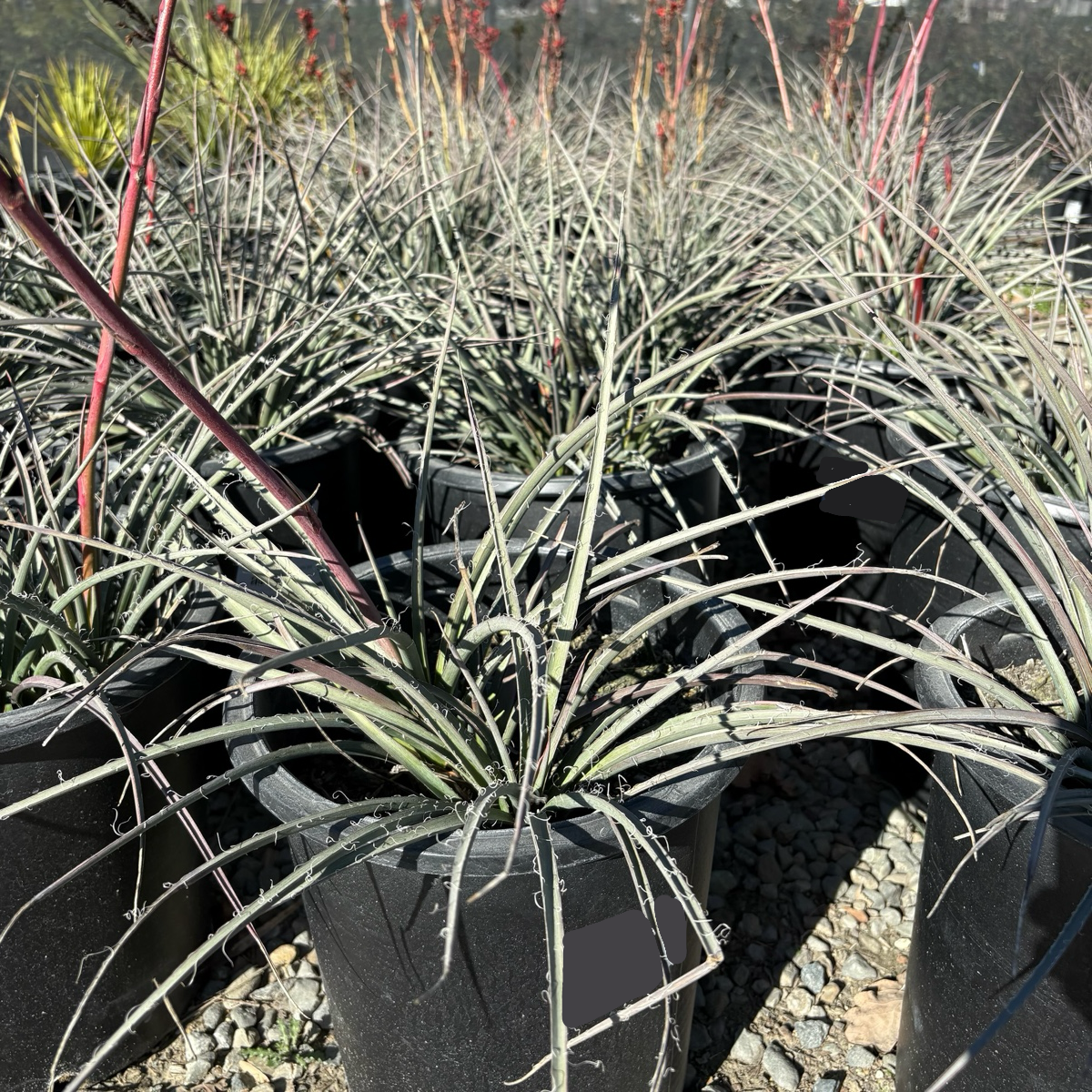 Brakelights Red Yucca