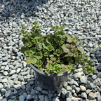 Bramble, Creeping Raspberry