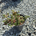 Bramble, Creeping Raspberry