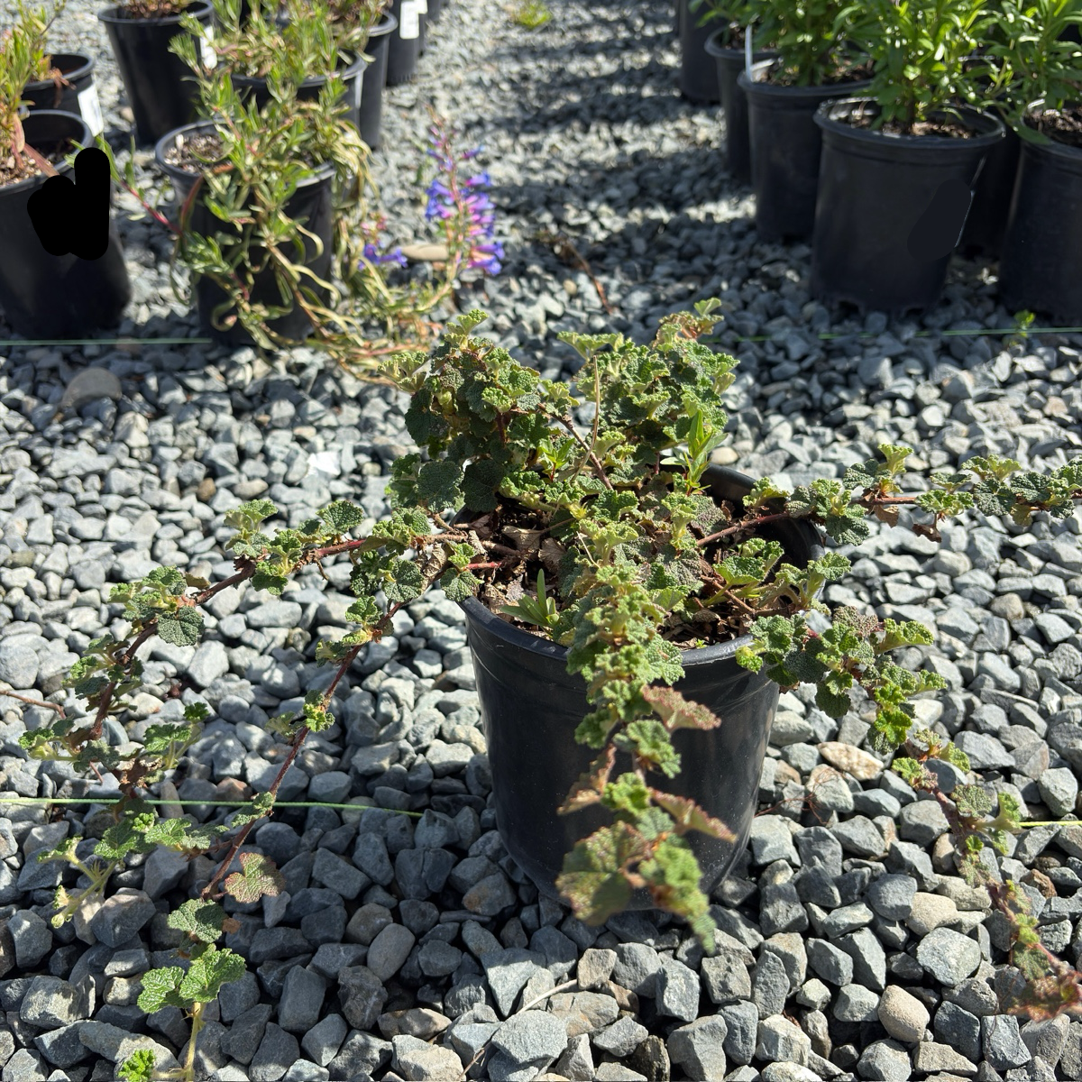 Bramble, Creeping Raspberry