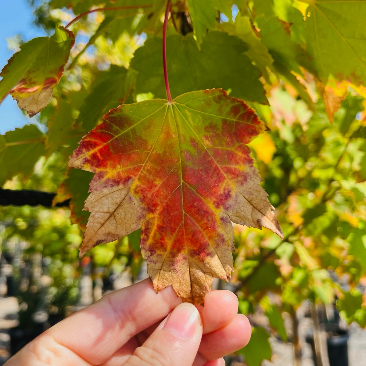 Brandywine Red Maple