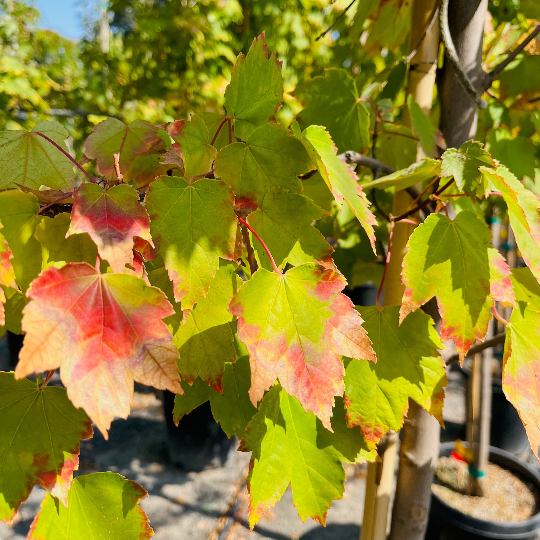 Brandywine Red Maple