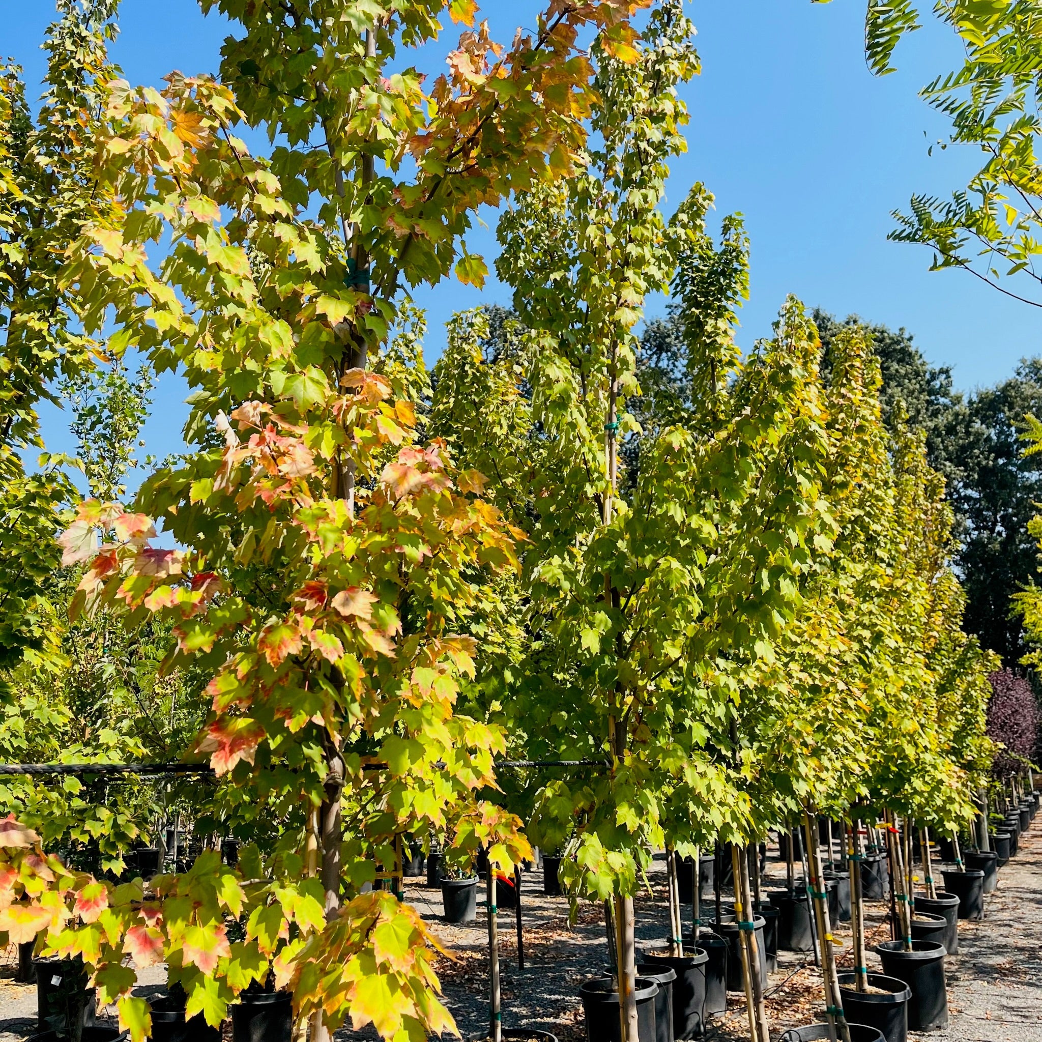 Brandywine Red Maple