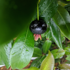 Brazil cherry