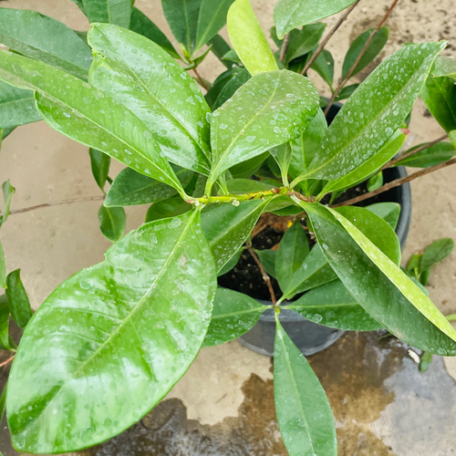 Brazil cherry