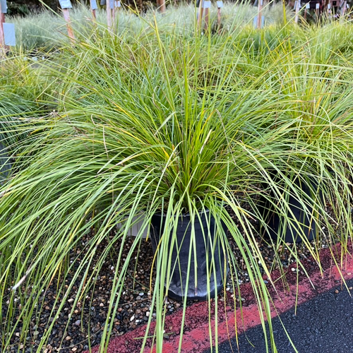 Breeze Dwarf Mat Rush | Fine-Textured Drought-Tolerant Grass