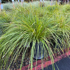 Breeze Dwarf Mat Rush
